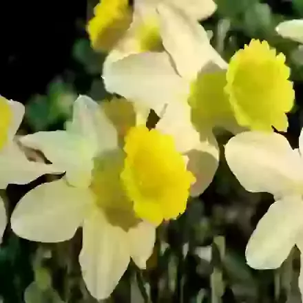 Jenny